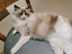 -藏猫猫咖啡主题馆(中央大道店)