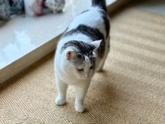 -北京观赏动物医院·24小时大型综合·猫专科·异宠专科