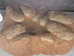 -湖南省地质博物馆