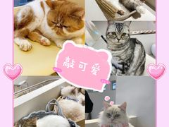 -怪兽屋·羊驼·猫咖·狗咖(俊华广场店)