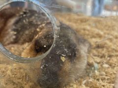 -怪兽屋·羊驼·猫咖·狗咖(俊华广场店)