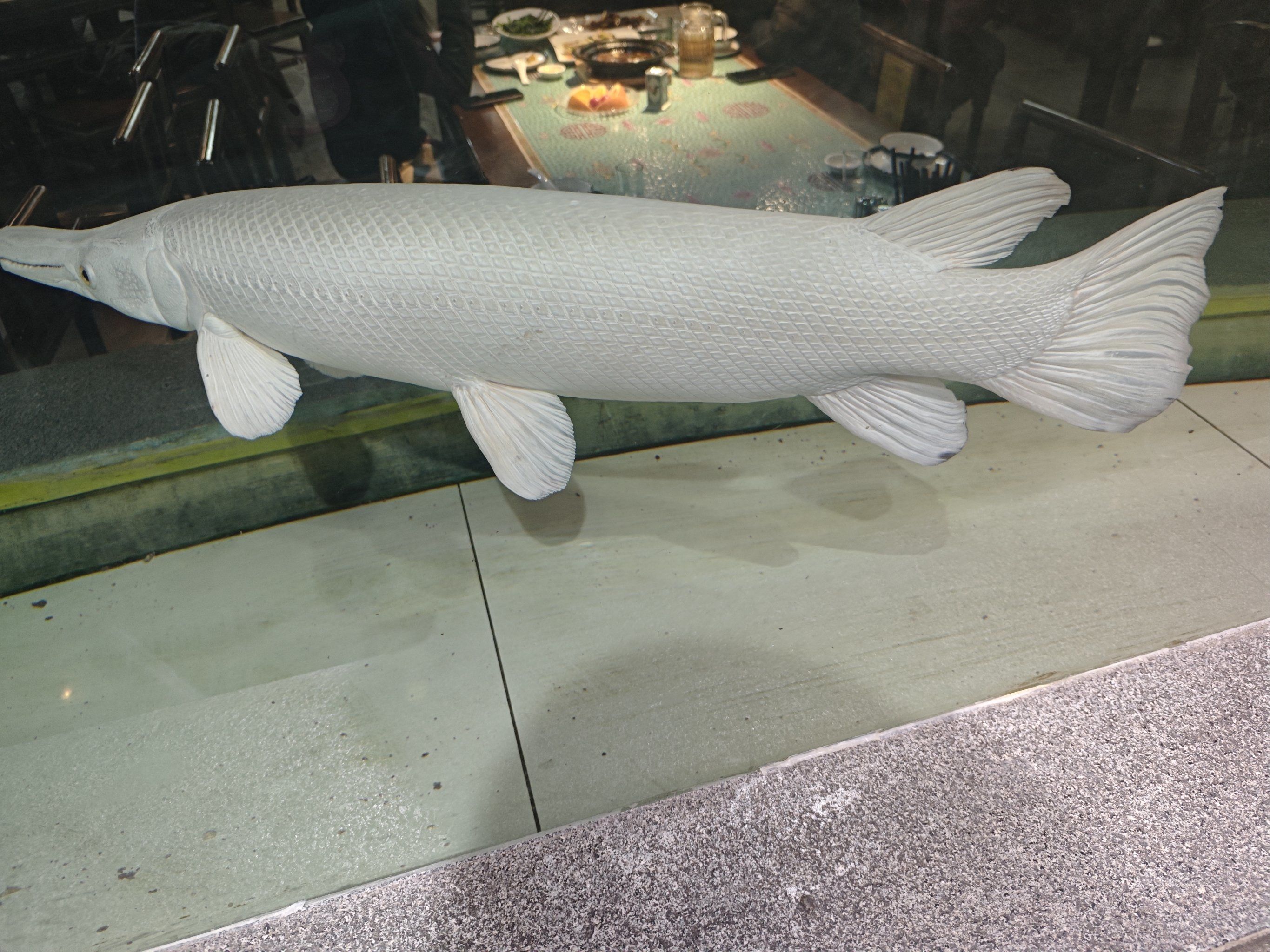 有没有人知道这是什么鱼呀