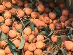 灵山桂味荔枝（斤）-水果天空(东葛店)