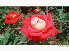 -人民公园(罗湖区)