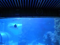 -左海海底世界