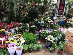 -桂林市花鸟市场