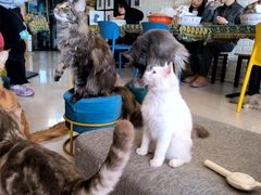 -平行世界·猫咖(首经贸店)