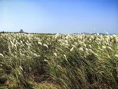 -鄱阳湖国家湿地公园