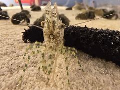 -欢乐海岸海洋奇梦馆