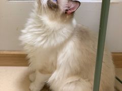 -猫在这儿猫咪咖啡馆·撸猫馆