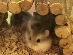 -龙猫仔乐园(惠福东路店)