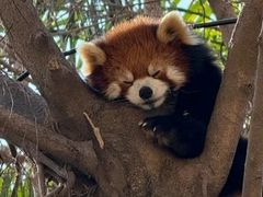 -灵玲国际马戏城