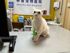 -申普宠物医院·心脏介入·心血管微创(总院)