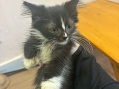 -楼上猫咖(罗湖店)