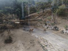 -深圳野生动物园