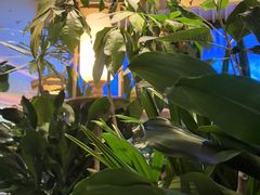 -桂满陇·蟹黄小笼汤包(清河万象店)