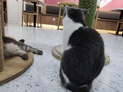 -喵园·猫主题咖啡厅·撸猫·猫咖(国贸店)