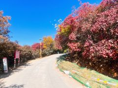 -北京西山国家森林公园