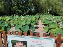 -莲花池公园