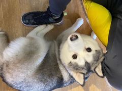 -Husky Go! 哈士奇体验馆·宠物咖啡厅狗咖