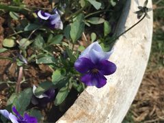 iphone_upload_pic-浮山香苑