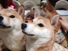 -逗柴咖啡屋·狗咖猫咖宠物桌游