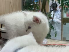 -屋虎猫馆(宝安大仟里店)