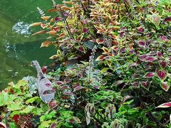 -深圳仙湖植物园-停车场