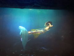 -烟台海昌鲸鲨海洋公园