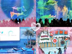 -海合安成都极地海洋公园