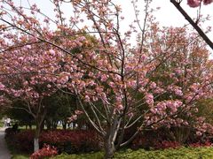 -高东镇樱花园