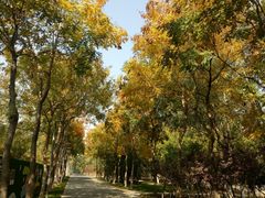 -大兴滨河森林公园