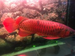 -武汉花鸟市场