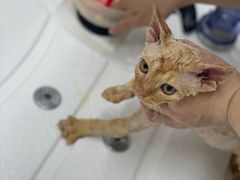 -十年猫舍·猫咪专门店(普陀店)