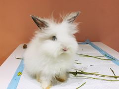 兔子-RU DUCK柯尔鸭公社·撸鸭俱乐部·羊驼·小香猪