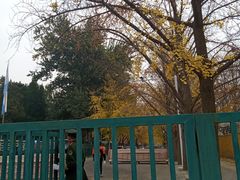 -三里屯东五街银杏大道
