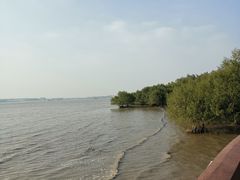 -宝安西湾红树林湿地公园