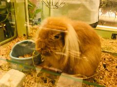 -龙猫仔乐园(惠福东路店)