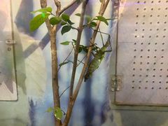-上海大自然野生昆虫馆(东方明珠·爬宠昆虫探索中心)