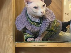 -MOCHA明星猫咖(田子坊店)