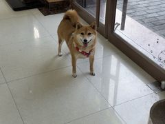 -瑞鹏宠物医院·夜间急症·心超·猫科(祖庙分店)