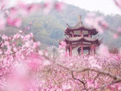 -新建村梅花