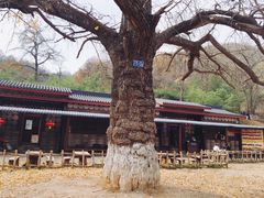 -千年银杏谷文化旅游区