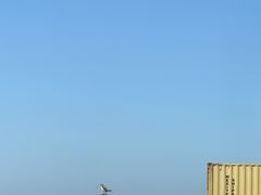 -洋山深水港