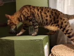 -猫猫幼稚园·撸猫·桌游·电玩