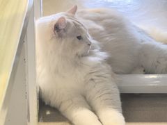 -藏猫猫咖啡主题馆(中央大道店)