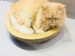 -小时光咖啡馆(开森度假森林店)
