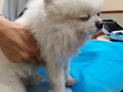 -艾贝尔宠物医院·24H转诊中心·肿瘤猫专科(江宁双龙店)