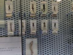 -浙江自然博物院(杭州馆)