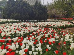 -石家庄市植物园